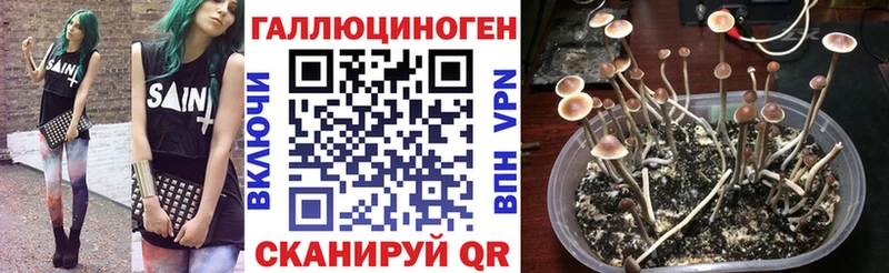 Псилоцибиновые грибы MAGIC MUSHROOMS  сколько стоит  Иланский 